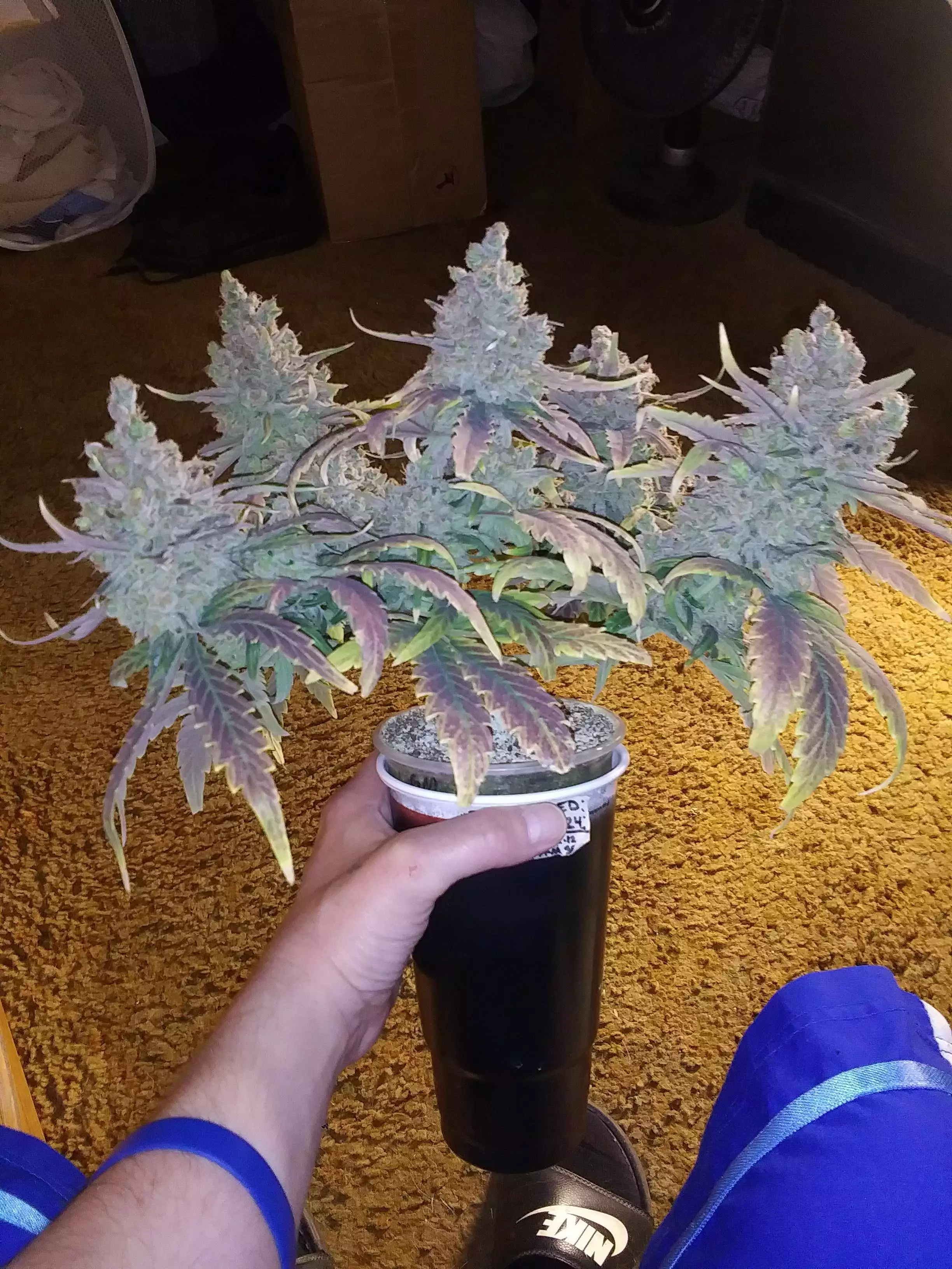 Kushie Kush / Advanced Nutrients nutrient info - GrowDiar