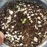 Red Hot Cookies from Sweet Seeds