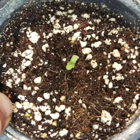 Red Hot Cookies from Sweet Seeds