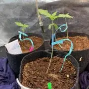 1grow