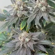 ZOAP by Barney’s farm by me