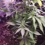 Zkittlez Auto Fast Buds