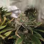 Pure Kush. Odyssey