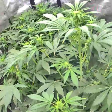 Riggs Autoflower Grow #7