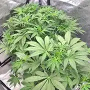 Riggs Autoflower Grow #7
