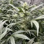 Riggs Autoflower Grow #7