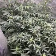 Riggs Autoflower Grow #7