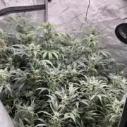 Riggs Autoflower Grow #7