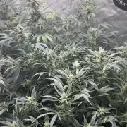 Riggs Autoflower Grow #7