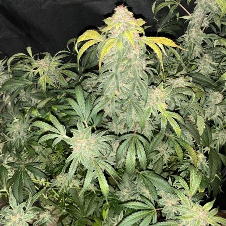 GrowingToothless Autoflower Grow #7