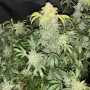 GrowingToothless Autoflower Grow #7