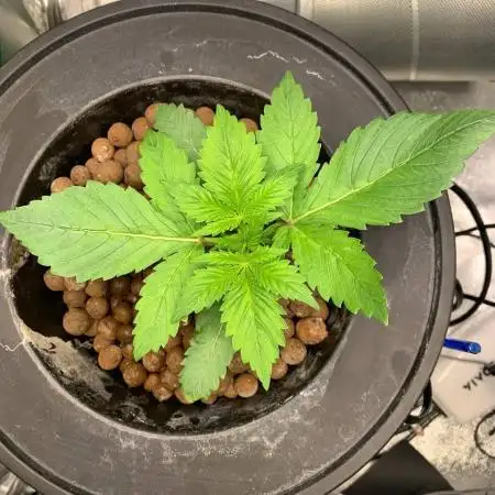 Strawberry Gorilla Auto
