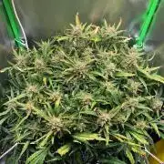 Z-Up Auto Second Hydro Grow
