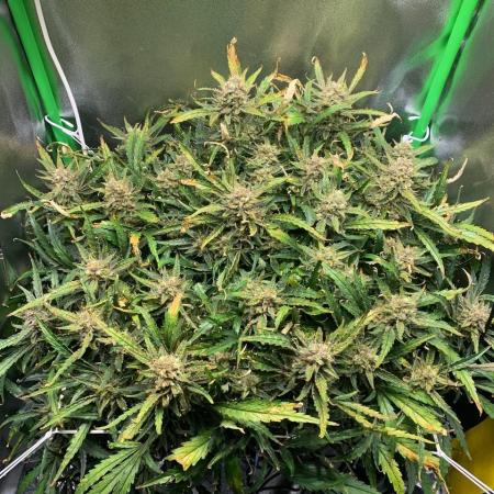 Z-Up Auto Second Hydro Grow