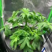 Strawberry Gorilla Auto