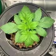 Strawberry Gorilla Auto
