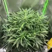 Z-Up Auto Second Hydro Grow