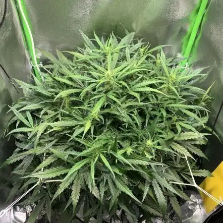 Z-Up Auto Second Hydro Grow
