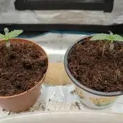 New Strain Test from terpyz