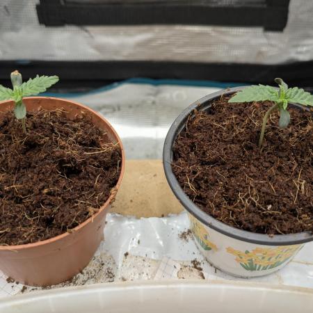 New Strain Test from terpyz