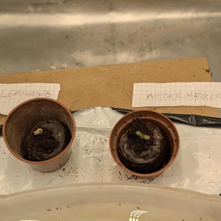 New Strain Test from terpyz