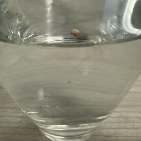 Ethos Haze IBL - beginner growers