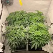 Hawiian Dream Fem. Okt. 2025