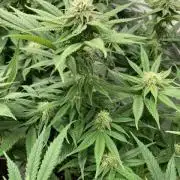 Hawiian Dream Fem. Okt. 2025