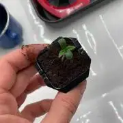 Hawiian Dream Fem. Okt. 2025