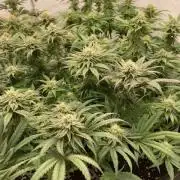 Hawiian Dream Fem. Okt. 2025