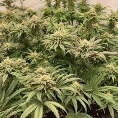 Hawiian Dream Fem. Okt. 2025