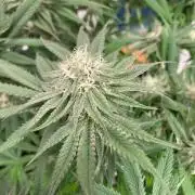 Hawiian Dream Fem. Okt. 2025