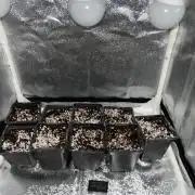 Critical Kush SoG