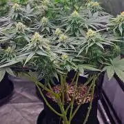 LEMON CHERRY GELATO 🍋🍒🍨