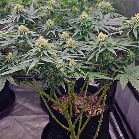 LEMON CHERRY GELATO 🍋🍒🍨