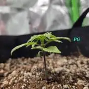 Lemon cherry cookie auto