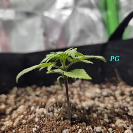 Lemon cherry cookie auto