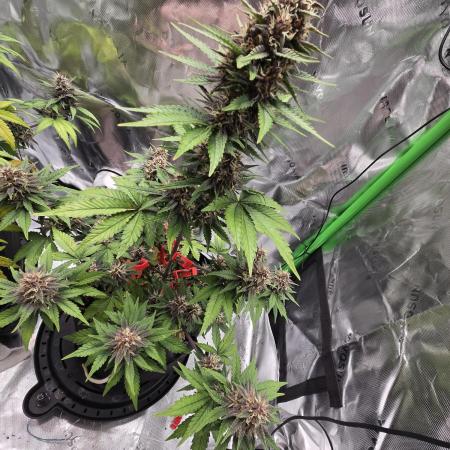 Lemon cherry cookie auto