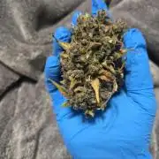 Lemon cherry cookie auto