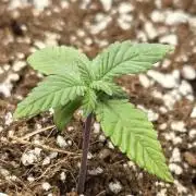 Lemon cherry cookie auto