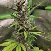 Lemon cherry cookie auto