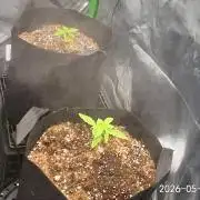 Purple haze auto
