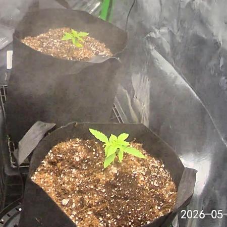Purple haze auto
