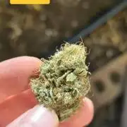 Blue glookie purp light