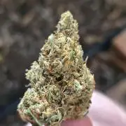 Blue glookie purp light
