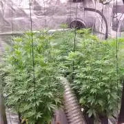 Blue glookie purp light