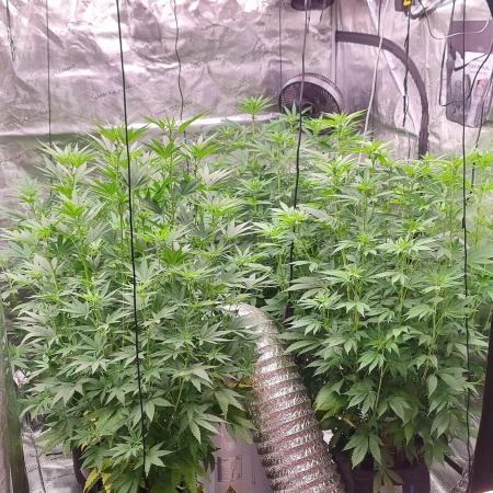 Blue glookie purp light