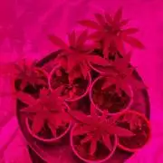 Blue glookie purp light