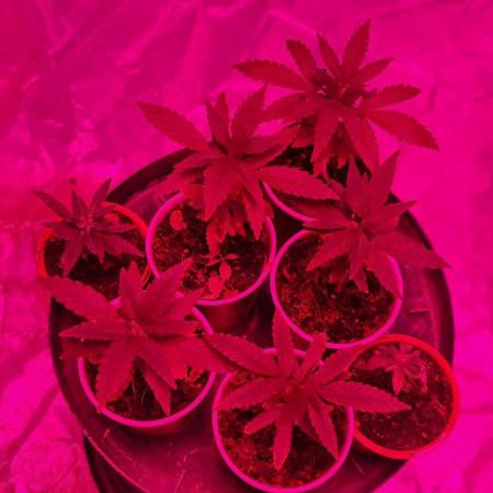 Blue glookie purp light