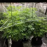 Chemdawg#4/Chocolope